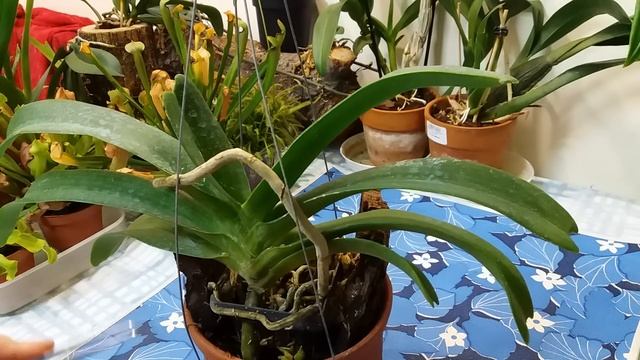 Орхидея Ринхостилис(Rhynchostylis ).Уход. смотреть онлайн