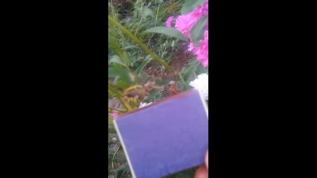 Паук-оса или Аргиопа Брюнниха. Часть №2 смотреть онлайн