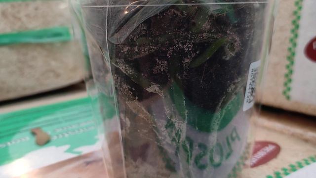 Обзор фаленопсисов отличается от других! Необычное явление- нематода,корневой червец или плесень??? смотреть онлайн