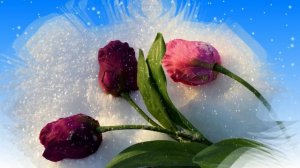 Футаж. Цветы на снегу 8