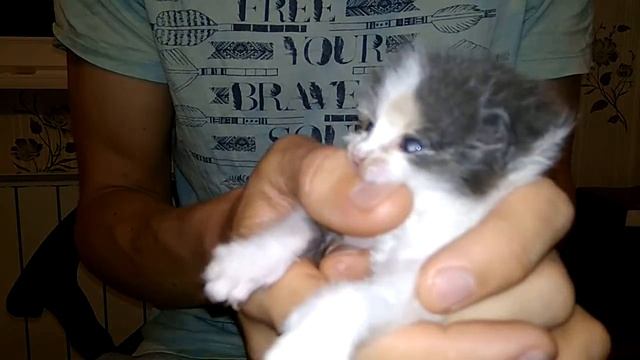 У котенка зубки режутся) смотреть онлайн