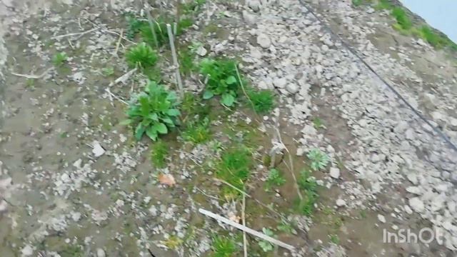 Открываем виноград. Гомельская обл. Беларусь. 20.04.2023г. смотреть онлайн