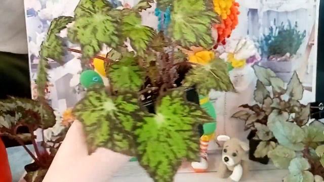 Немного бегошек смотреть онлайн