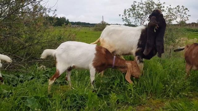 ЖИВУ С ДОЧКОЙ ВДВОЕМ В ДЕРЕВНЕ НАШИ НОВОСТИ смотреть онлайн