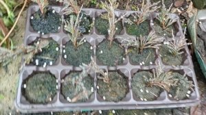 Как изменили цвет мои хвойные.Лайм глоу, Блю чип, Голден карпет,Амбер глоу, Мунглоу.14.11.2023