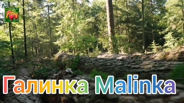 Самвел Адамян /От трусов до машины для любимого друга /Обзор Влогов /Обзоры / смотреть онлайн