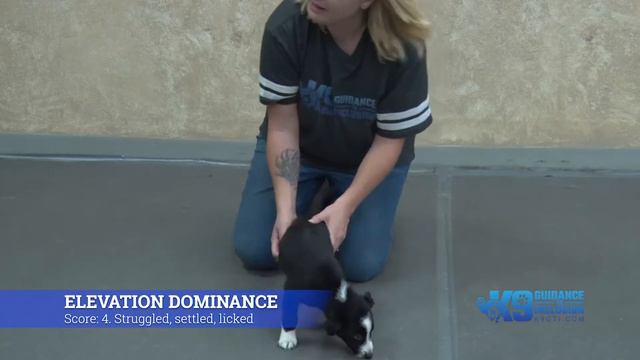 Temperament Testing With McNab Shepherd