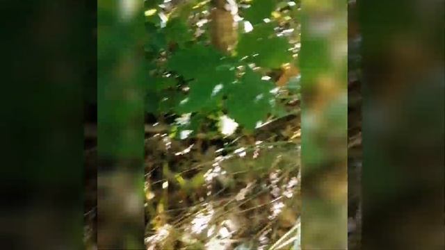 24 августа 2021 г. ГРИБЫ,ПОХОД В ЛЕС, смотреть онлайн