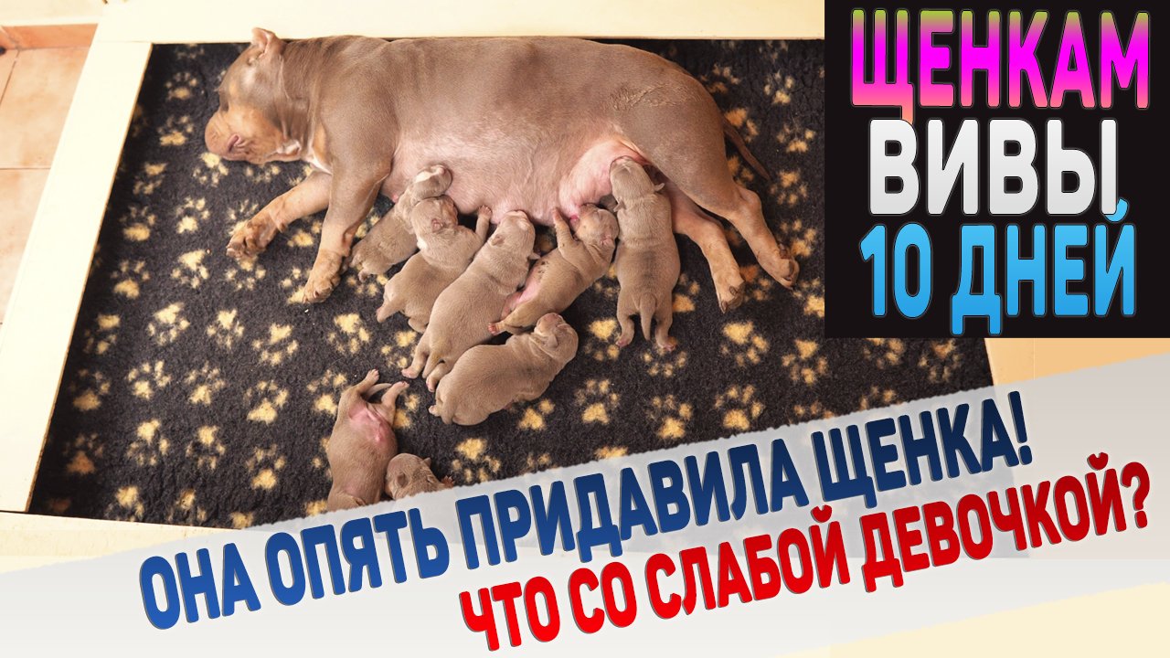 Камера видеонаблюдения засняла как собака придавила щенка! смотреть онлайн