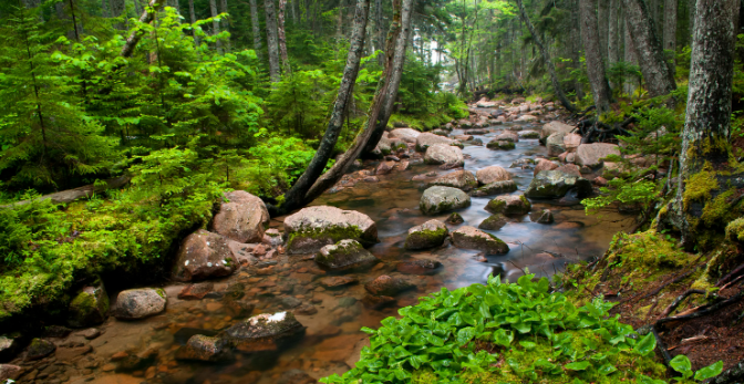 Звуки расслабляющих лесных рек и пение птиц для глубокого сна ✦ Релакс ✦ Релаксация смотреть онлайн