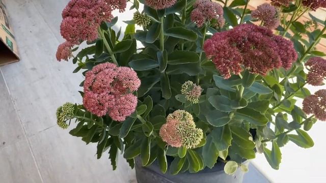 Sedum Spectabile  Succulent Care Tips | Sedum Autumn Joy Tips For Growing