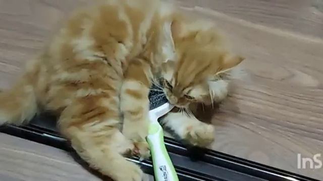 12 января 2023 г.Одесса. Самый позитивный котик Персик ,расскажет вам свою историю ! смотреть онлайн