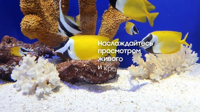 Телевизор The Frame 2021 | Сверхреалистичное изображение смотреть онлайн