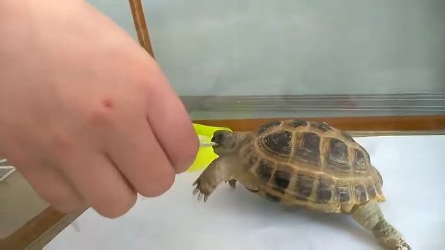 Наша черепаха смотреть онлайн