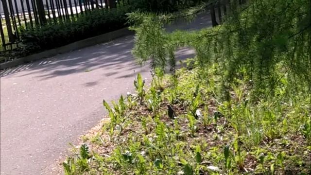 Птицы в парке смотреть онлайн