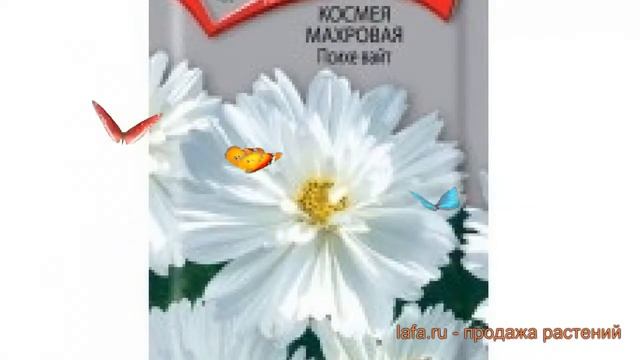 Космея махровая Психе Вайт (psikhe vayt) ? Психе Вайт обзор: как сажать, семена космеи Психе Вайт смотреть онлайн