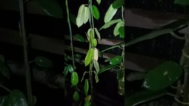 Tanaman Hoya kalimantan смотреть онлайн