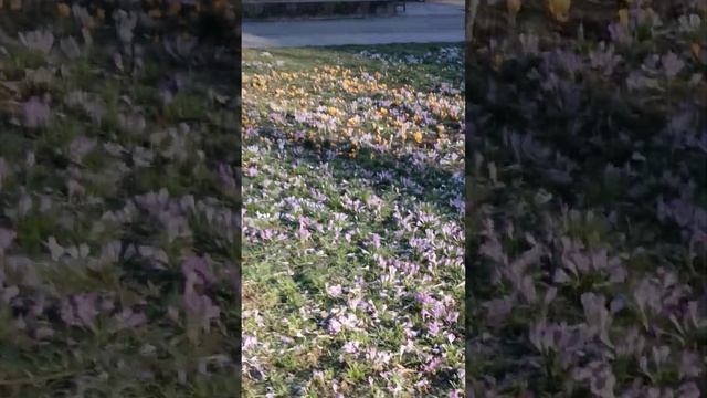 белый крокус 2