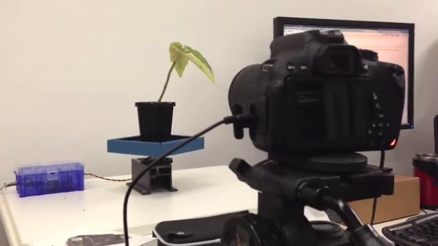 BrachySpin: Featuring... A Begonia! (Brachypodium video coming soon) смотреть онлайн