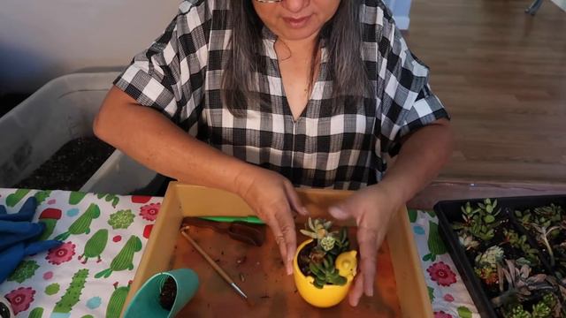 Potting Up Cute Pots for a Succulent Sale смотреть онлайн