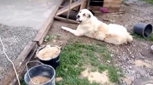 Вольер для алабая,своими руками.