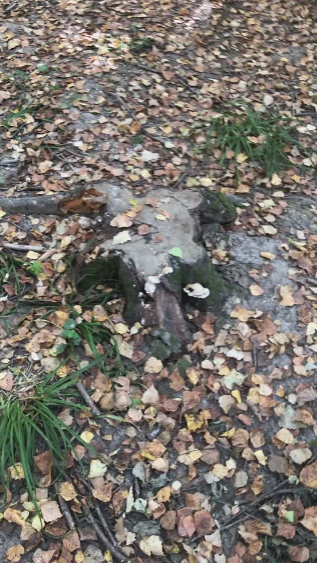 Рубки на ООПТ. Ждем, когда ДПиООС покажет порубочные билеты.