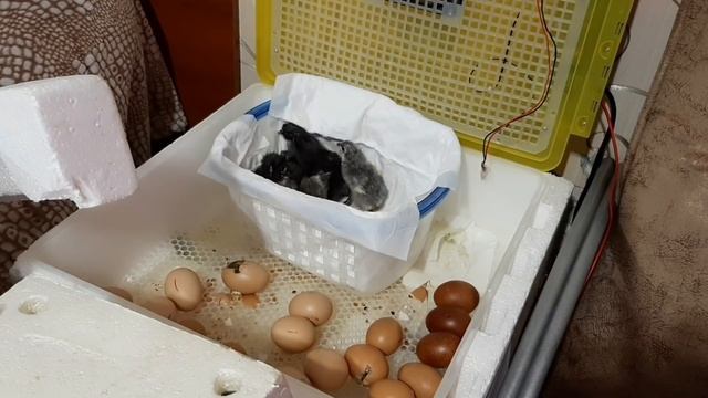 Цыплята от петуха Доминанта(кросса)? ИЛИ НАРУШАЕМ ПРАВИЛА!!! смотреть онлайн