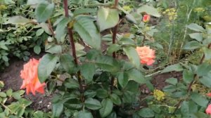 Роза флорибунда Циркус!