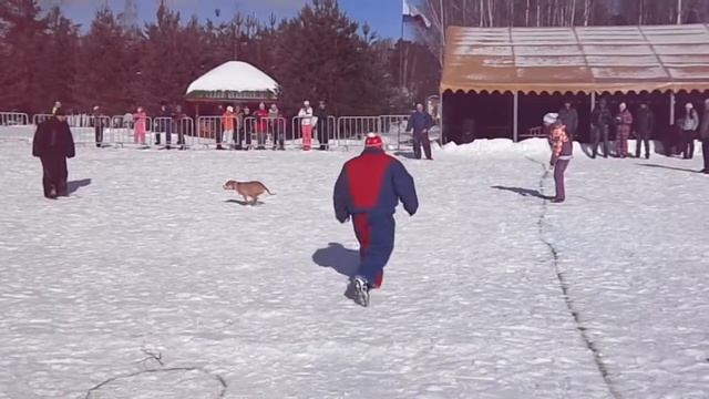 Большой ринг, Клуб, служебного, собаководства, Рыбинск Прикол 2016 смотреть онлайн