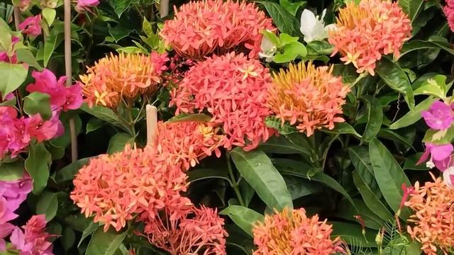 Galiff Street Plant Market On This Sunday,Best And Biggest Plant Market