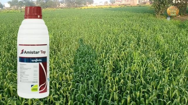 Amistar Top _ Syngenta Amistar Top Extra Details _ Farming India Hindi смотреть онлайн
