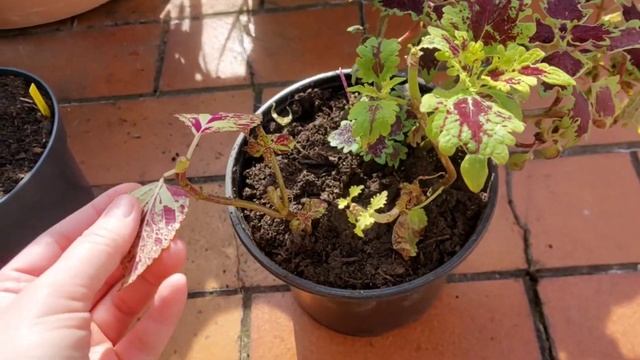 Coleus|Композиции из колеусов. Часть 2? смотреть онлайн