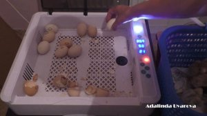 Автоматический инкубатор (HHD 36egg) на 36 куриных яиц - мои впечатления после работы.