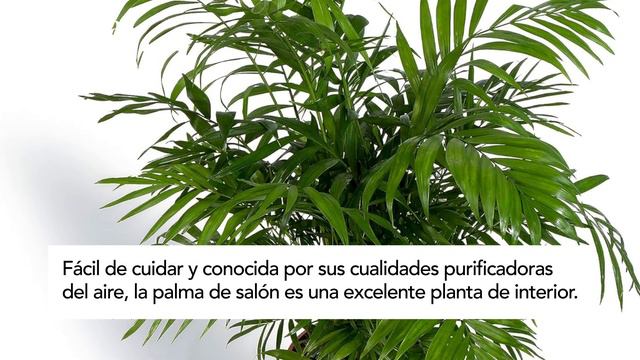 Plantas de hoja grande más bonitas para interiores | DecoraciónTV смотреть онлайн