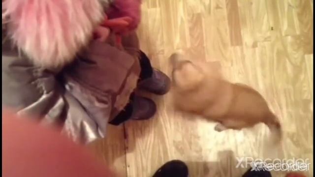 Чихуахуа встречает нас в первый раз и спустя 4,5 года. смотреть онлайн