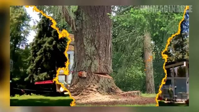 EXTREMELY CRAZY Tree Felling Gone Bad | TREES & CRANES COLLAPSE HOUSES AND CARS смотреть онлайн