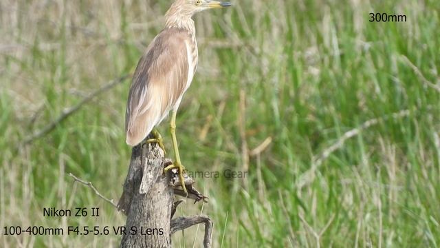 Nikon Z6 II Telephoto video samples , 100-400mm lens test footages смотреть онлайн