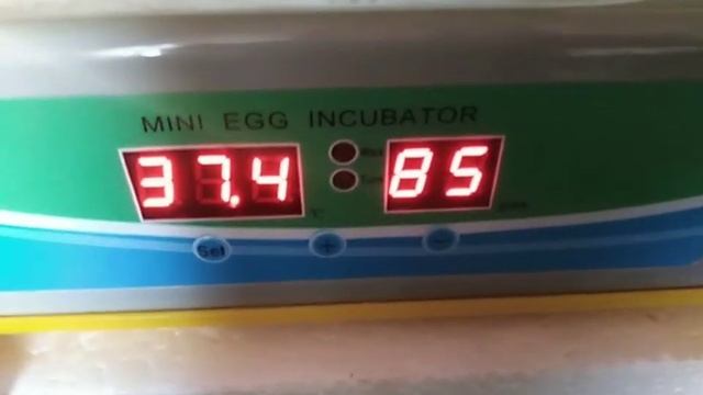 Куры несушки ???утята?вес перепелок в 62 дня ⚖️ смотреть онлайн