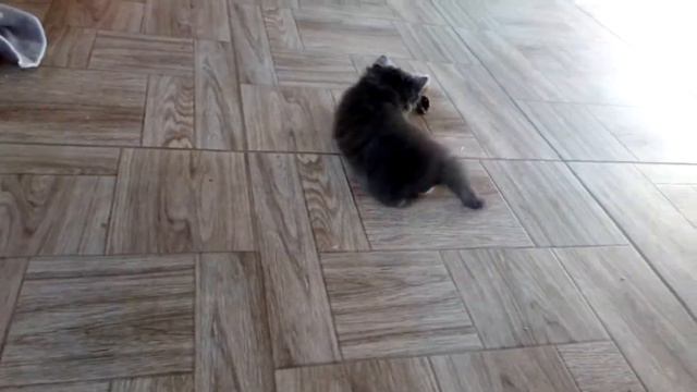 Мишель с мышкой смотреть онлайн