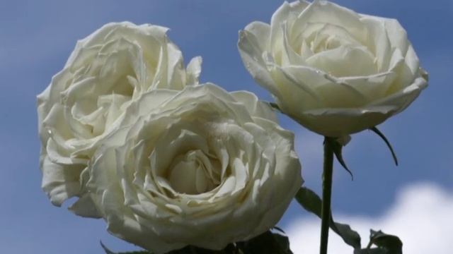 "Букет из белых роз" - Ирина Круг и Виктор Королев смотреть онлайн