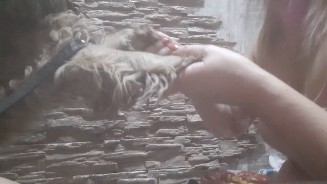 Охотничья кокер-спаниель смотреть онлайн