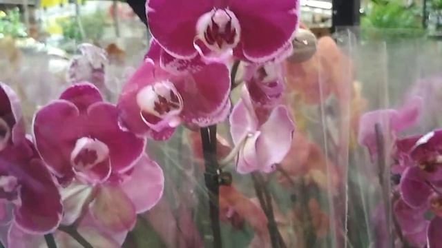 Обзор ОРХИДЕЙ❇️в Касторама тц 7 небо (04.06.2021) смотреть онлайн
