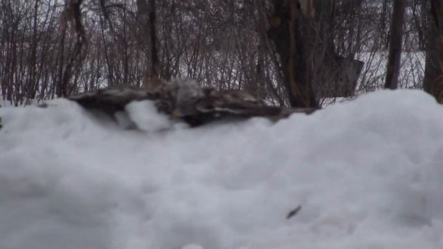 Голуби-лодари и ничего не боятся.09.02.19. смотреть онлайн