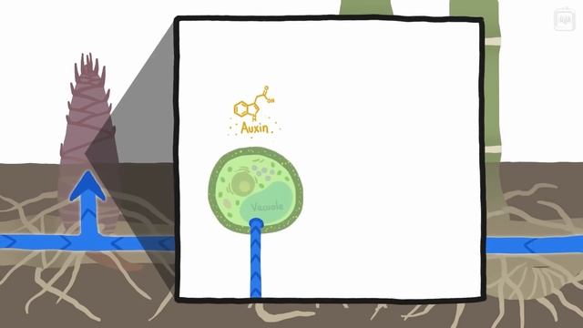 Почему бамбук растёт так быстро? смотреть онлайн