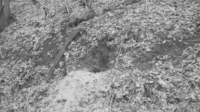 лиса на трех лапах смотреть онлайн