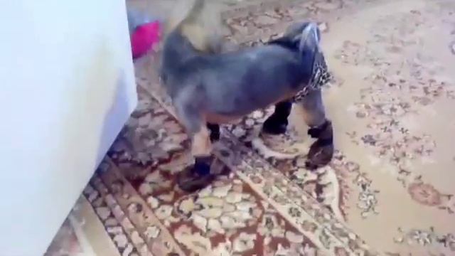Йорк учится ходить в ботинках) смотреть онлайн