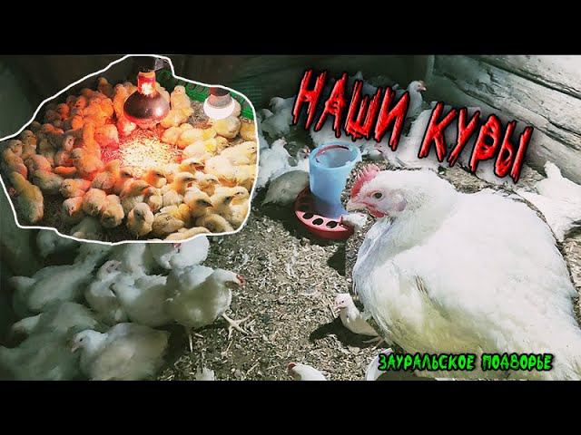 Наши бройлеры, наш курятник Моя деревенская жизнь Our broilers, our chicken coop. My village life смотреть онлайн