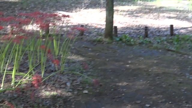 Япония. В дни Хигана зацветает Хиган-бана - "цветок осеннего равноденствия". смотреть онлайн