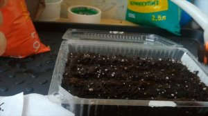 ПОСЕВ ЛАВАНДЫ В КИПЯТОК