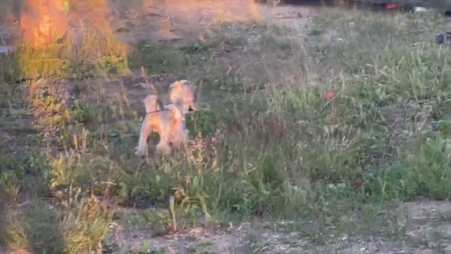Отдых на Сахалине с друзьями 🫠 выбрались на природу с ночевкой 🏕️🏖️ отрывок от поездки ✅ смотреть онлайн